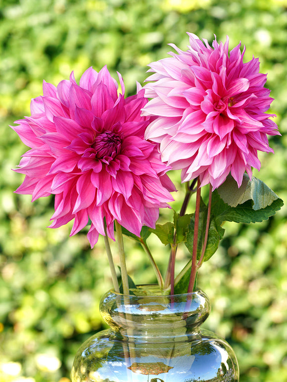 Buy Dahlia Emory Paul Tubers for Spring Planting