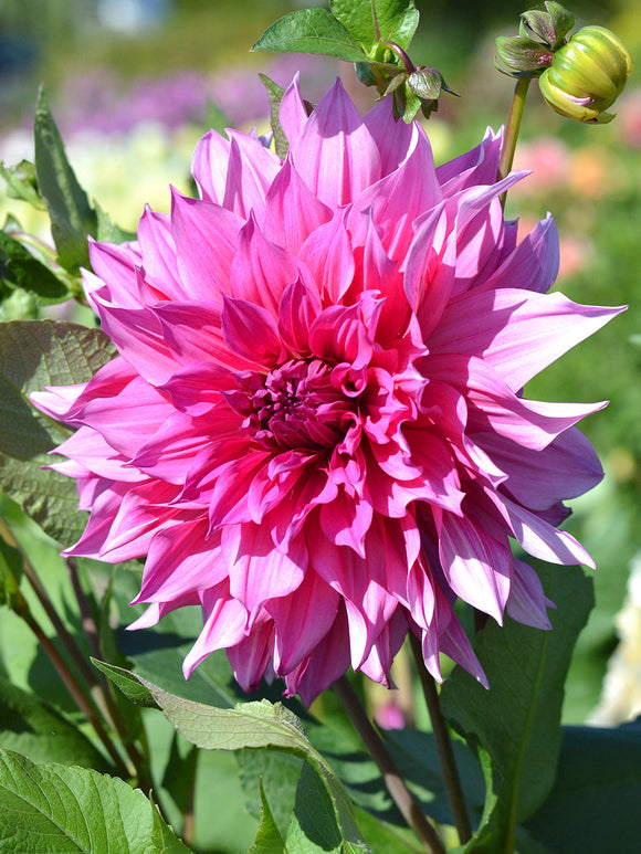 Dahlia Emory Paul Tubers