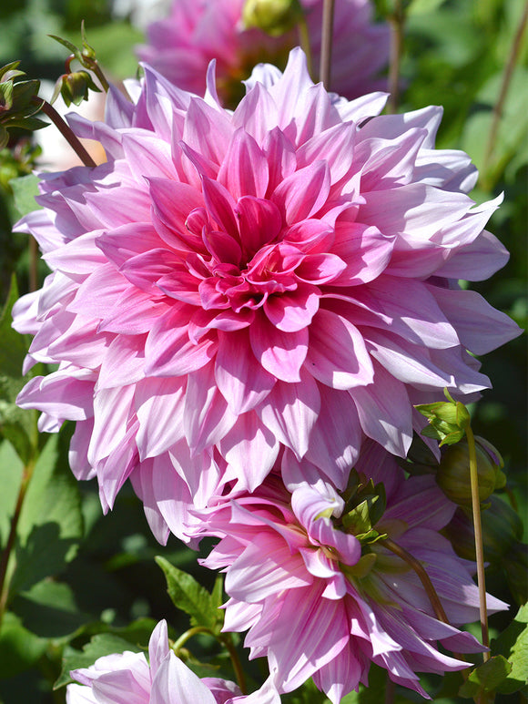 Pink Dahlias for Spring Planting, Dahlia Emory Paul Tubers