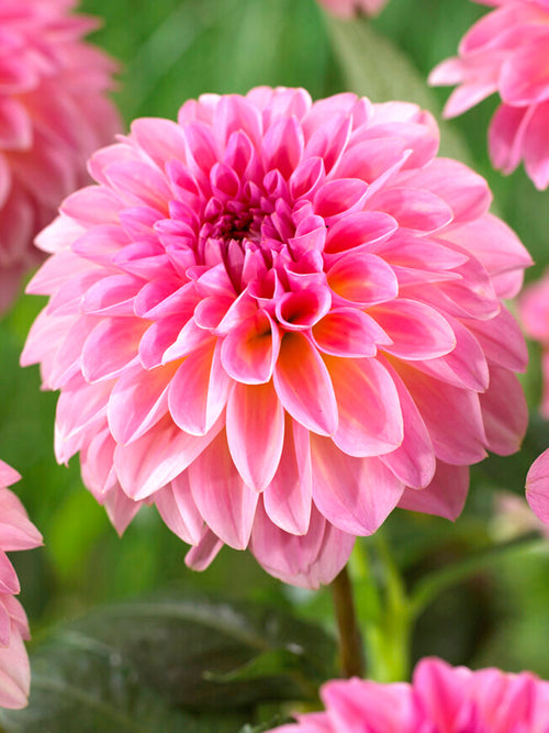 Dahlia Esli tubers 