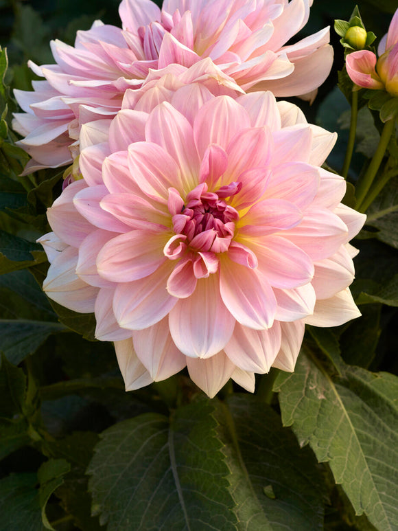 Soft decorative dahlia Fairway Pilot close up bloom
