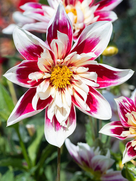 Close-up of a red and white dahlia flower with a yellow center, surrounded by green leaves. The dahlia is called Fashion Monger