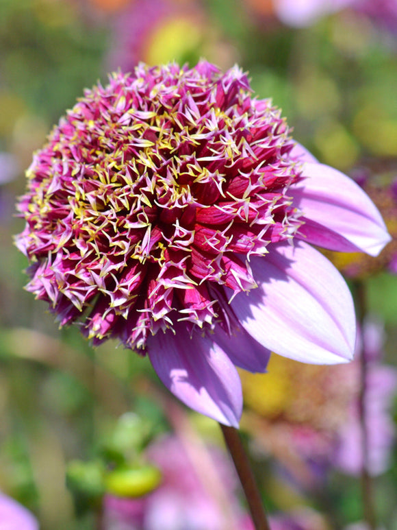 Anemone Dahlia Fenna Baaij