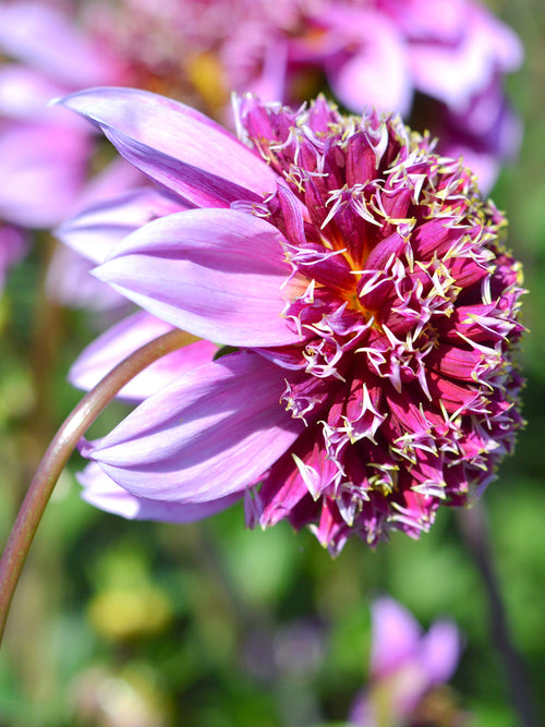 Dahlia Fenna Baaij Tubers from Holland