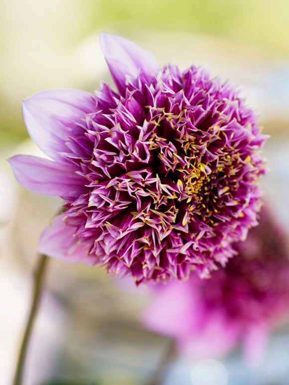 Dahlia Fenna Baaij top size tubers