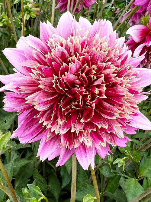 Dahlia Fenna Baaij Tubers