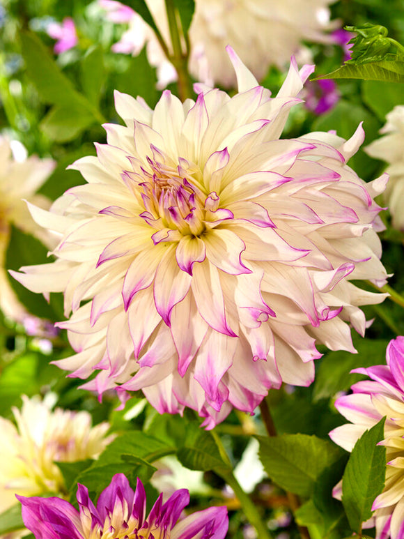 Dinner Plate Dahlia Ferncliff Illusion