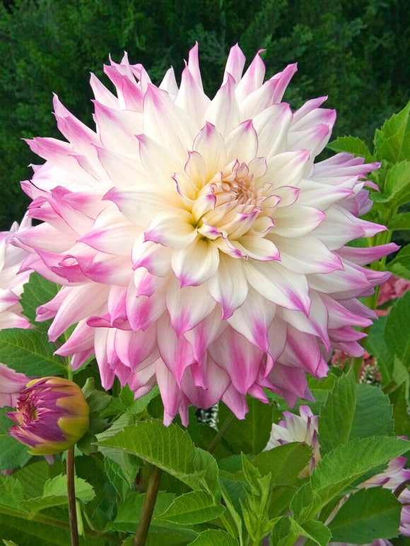 Buy Dahlia Ferncliff Illusion from Holland