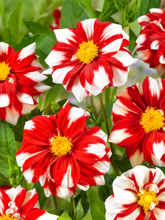 Dahlia Fire and Ice red and white blooms