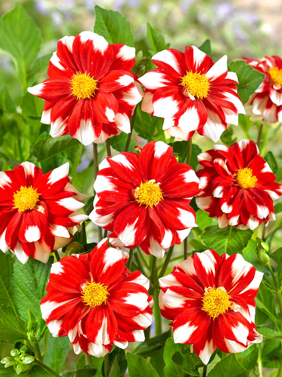 Buy Dahlia Fire and Ice from Holland