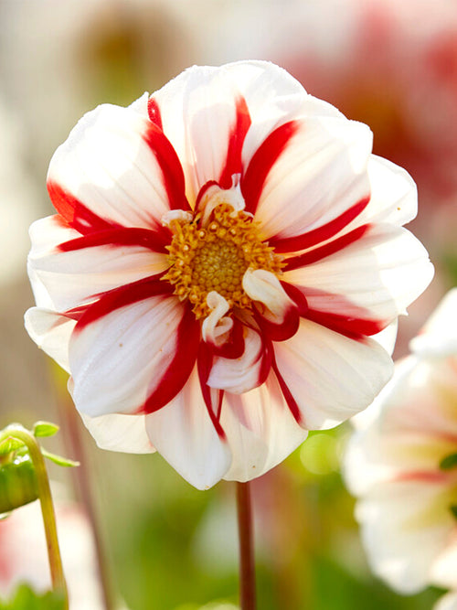 Dahlia Fire and Ice for EU delivery