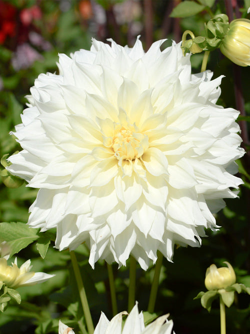 Dahlia Fleurel top size tubers from Holland