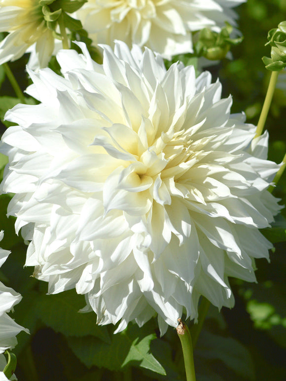 Dahlia Fleurel spring planted dahlia tubers