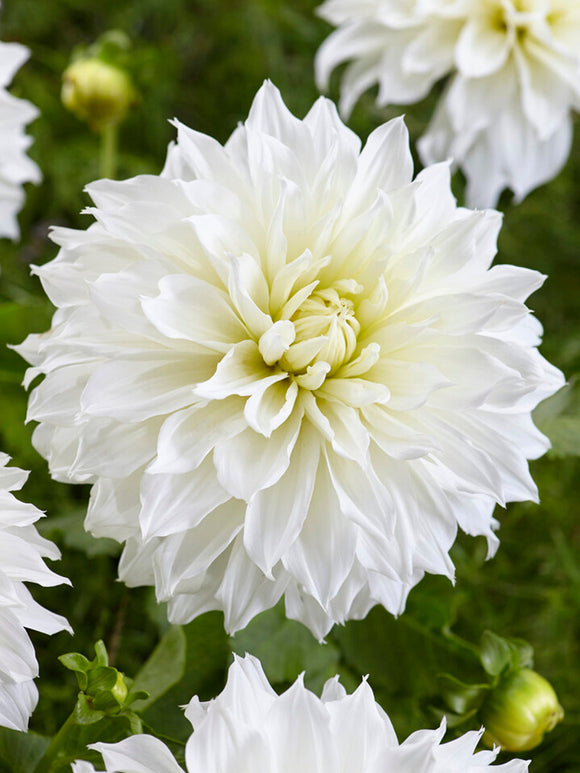 Dahlia Fleurel huge white blooms