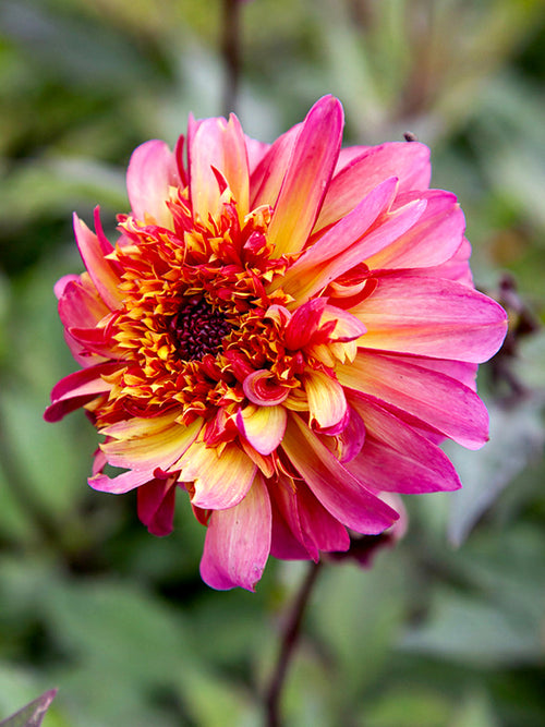 Dahlia Floorinoor grown from tuber with distinctive two-tone flowers blooming from July to first autumn frost