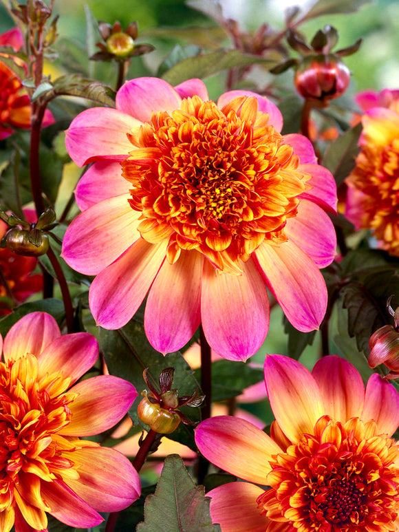 Close up of Dahlia Floorinoor flower showing contrast between bright pink outer petals and deep orange red domed centre