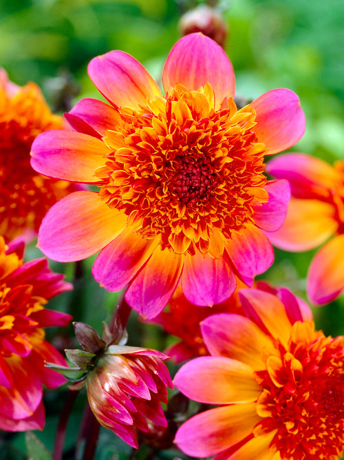 Dahlia Floorinoor anemone-flowered dahlia with large magenta pink outer petals and dense domed copper orange centre in full bloom in garden border