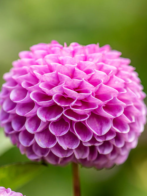 Dahlia Franz Kafka grown from tuber with spherical deep pink flowers blooming from early summer to first autumn frost