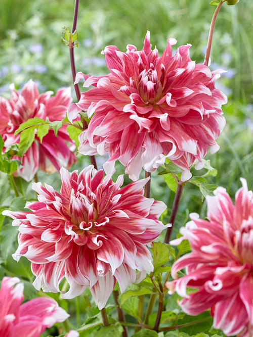 Dahlia Frost Nip giant bloom in summer garden border