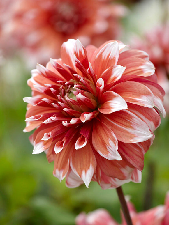 Large blush pink and white Dahlia Frost Nip bloom