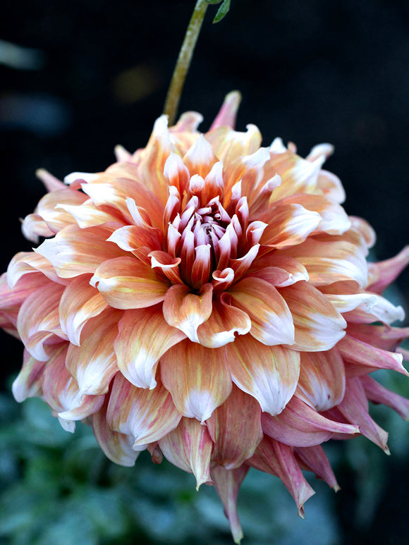 Dinnerplate dahlia Frost Nip flower close-up petals