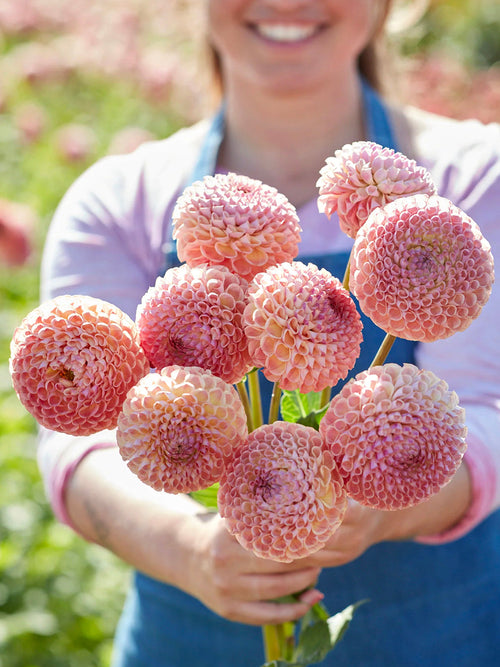 Rounded coral peach Dahlia Cornel Salmon bloom