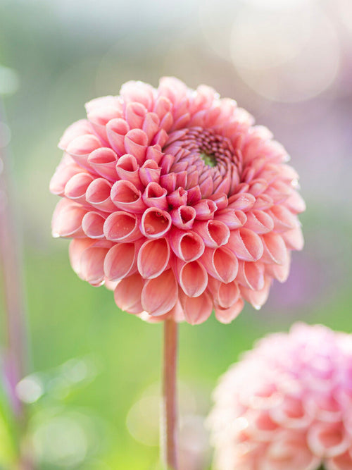 Dahlia Cornel Salmon soft salmon ball flower