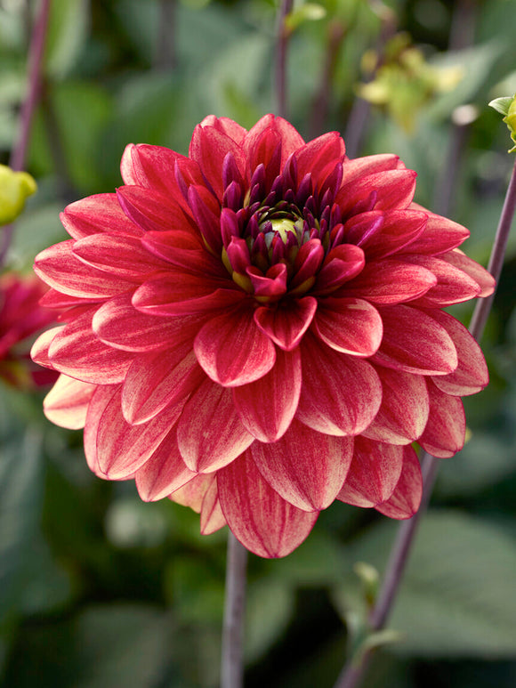 Dahlia Glossy Maracana raspberry red flower