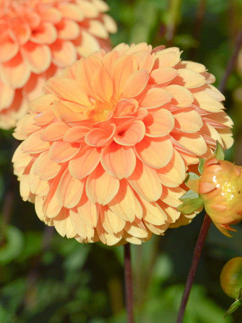 Dahlia Golden Scepter top size tubers