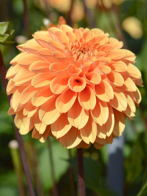 Buy Dahlia Golden Scepter orange blooms