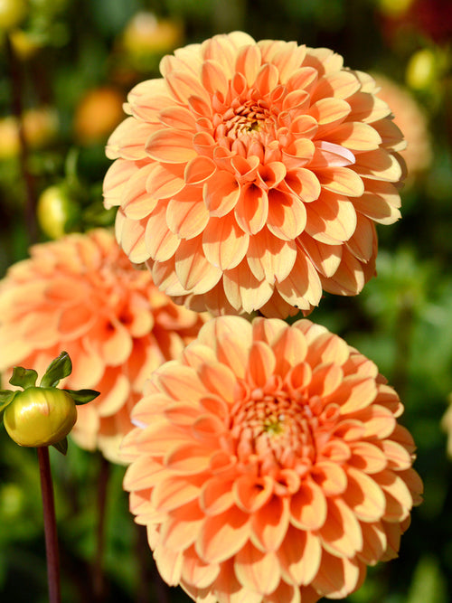 Buy Dahlia Golden Scepter Tubers