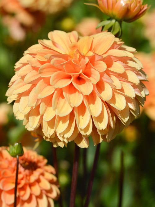 Dahlia Golden Scepter from Holland