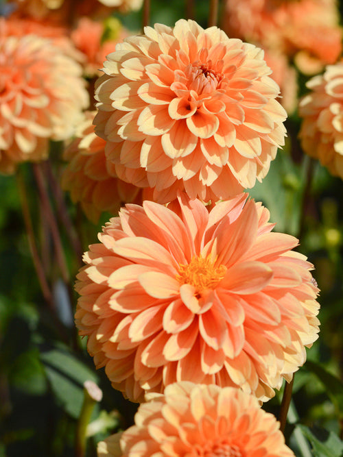 Dahlia Golden Scepter for EU delivery