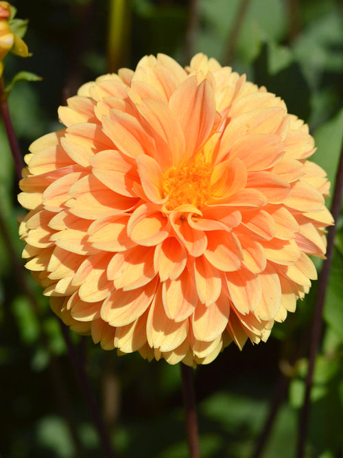 Buy Dahlia Golden Scepter tubers for spring shipping to EU