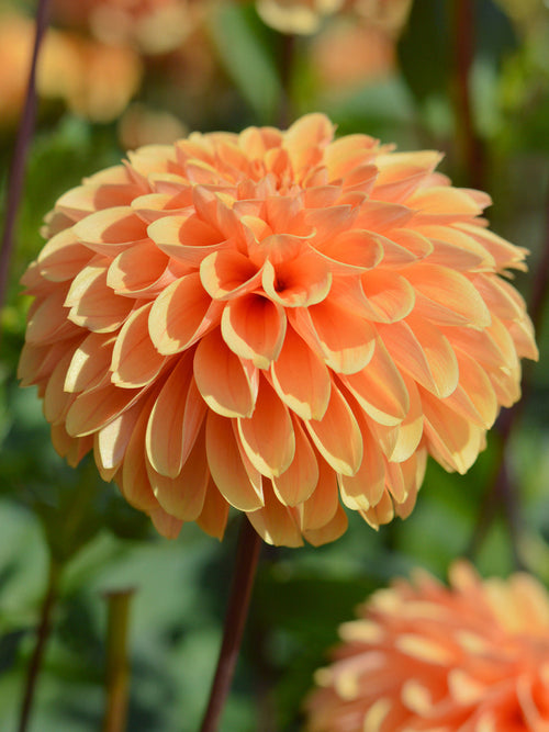 Dahlia Golden Scepter top size tubers