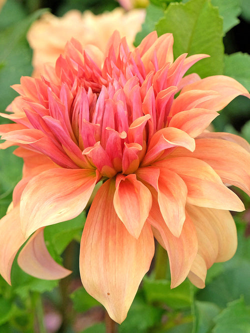 Large decorative Dahlia Great Hercules flower