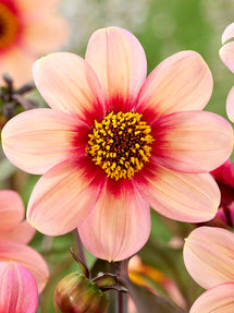 Dahlia HS Kiss