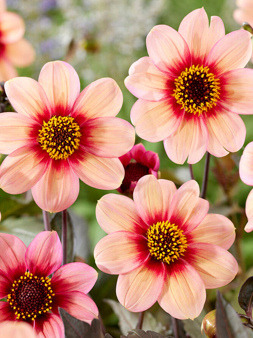 Buy Dahlia HS Kiss For Spring Planting in the EU