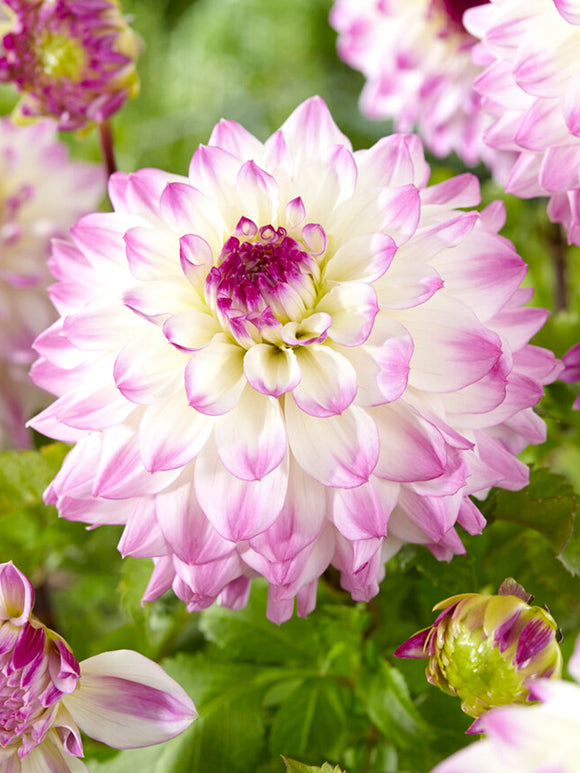 Dinner plate Dahlia Hapet Blue Eyes Tubers