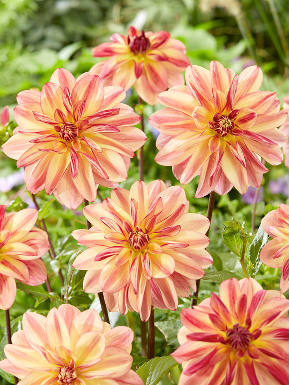 Soft pink and peach Dahlia Happy Butterfly flowers