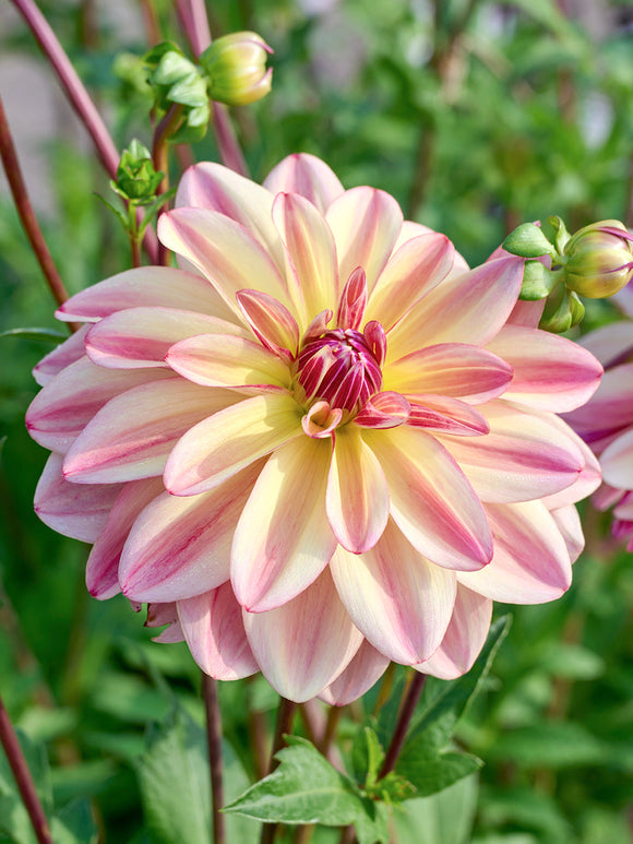 Dahlia Happy Butterfly peach and pink flower