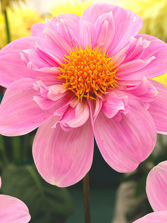 Pink and white Dahlia ‘Hartenaas’ in bloom