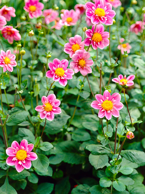 Dahlia Hartenaas