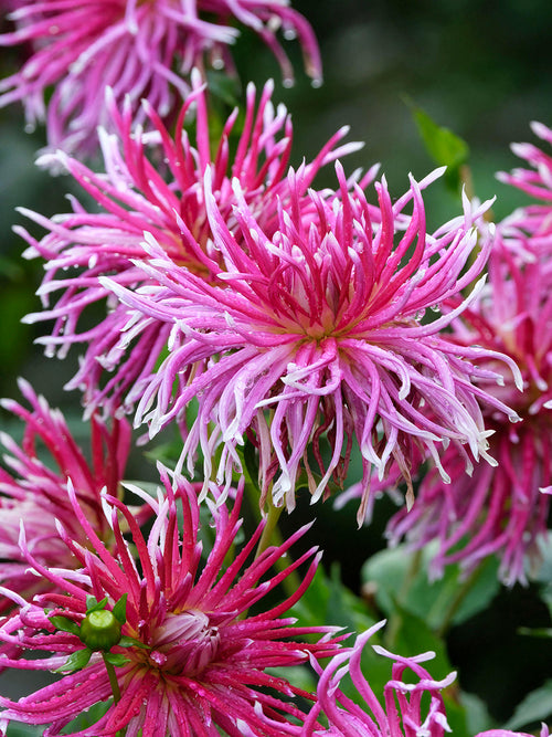 Twisting petals of Dahlia Hollyhill Spiderwoman
