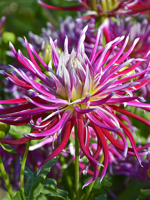 Close-up of Dahlia Hollyhill Spiderwoman bloom