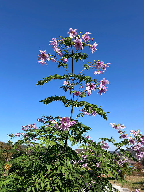 Tall Dahlia Imperialis blooming in autumn garden