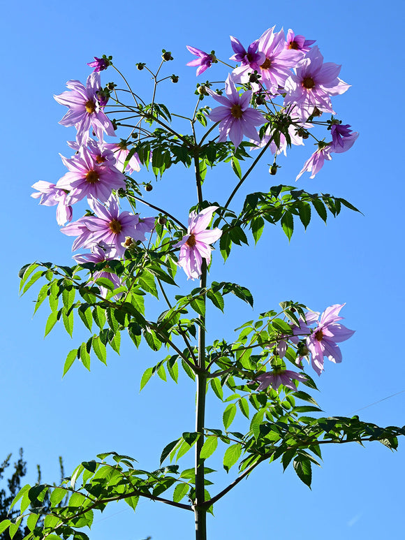 Dahlia Imperialis tree dahlia with pink flowers