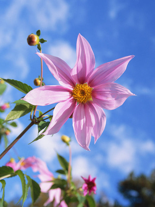 Soft lavender-pink Tree Dahlia flowers in bloom