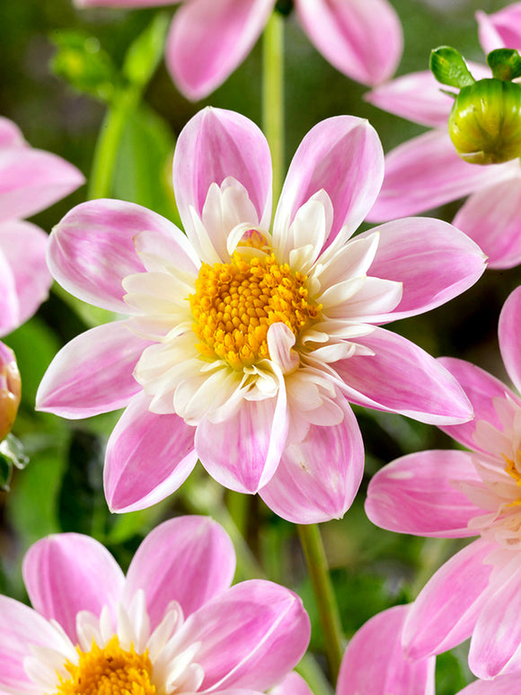 Dahlia Impression Famoso growing in summer border