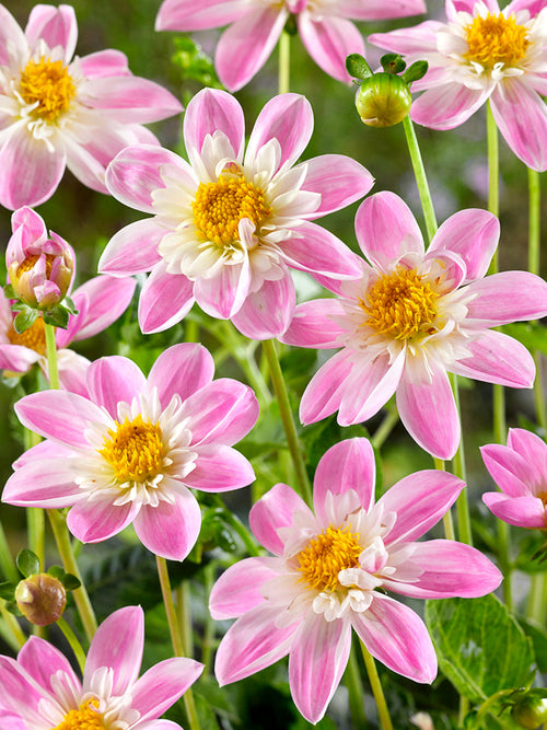 Pollinator-friendly Dahlia Impression Famoso flower detail